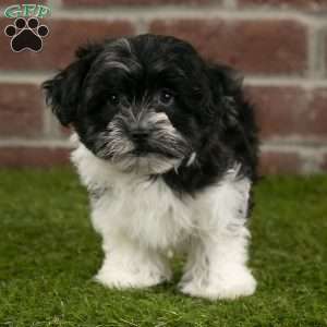 Oakley, Havanese Puppy