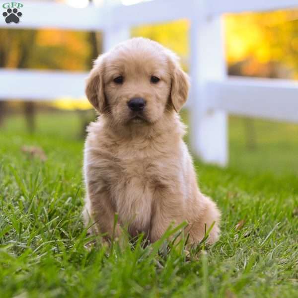 Oaks, Golden Retriever Puppy