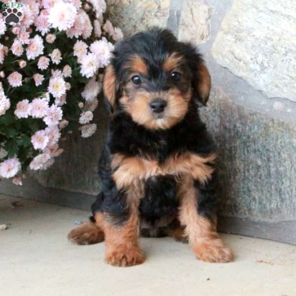 Odette, Yorkie Poo Puppy