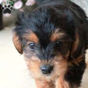 Odette, Yorkie Poo Puppy