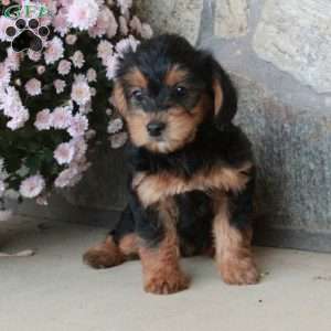 Odette, Yorkie Poo Puppy