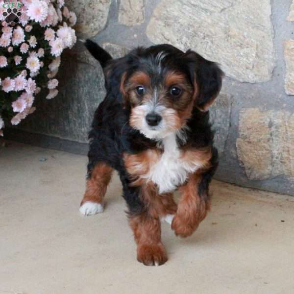 Olive, Yorkie Poo Puppy