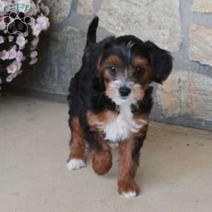 Olive, Yorkie Poo Puppy