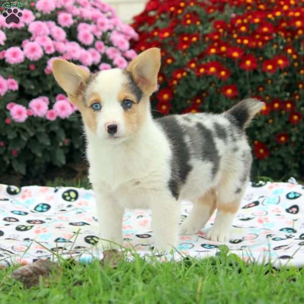 Oliver, Pembroke Welsh Corgi Puppy