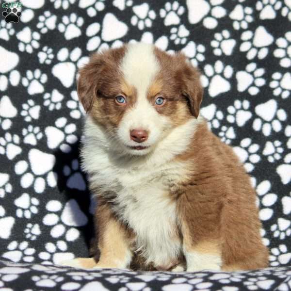 Oliver, Australian Shepherd Puppy