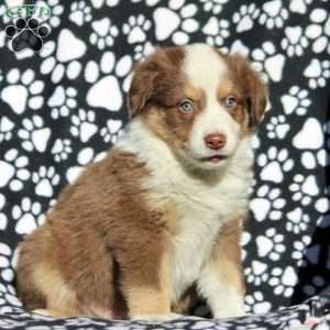 Oliver, Australian Shepherd Puppy