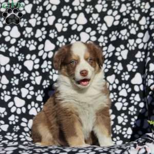 Oliver, Australian Shepherd Puppy