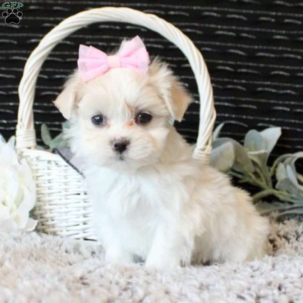 Olivia, Maltese Puppy