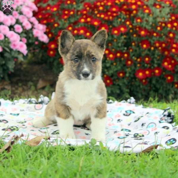 Olivia, Pembroke Welsh Corgi Puppy