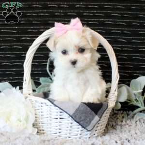 Olivia, Maltese Puppy