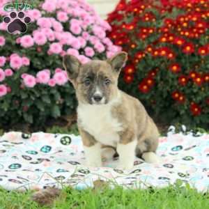 Olivia, Pembroke Welsh Corgi Puppy