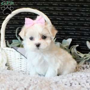 Olivia, Maltese Puppy