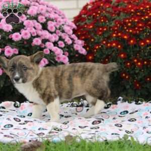 Olivia, Pembroke Welsh Corgi Puppy