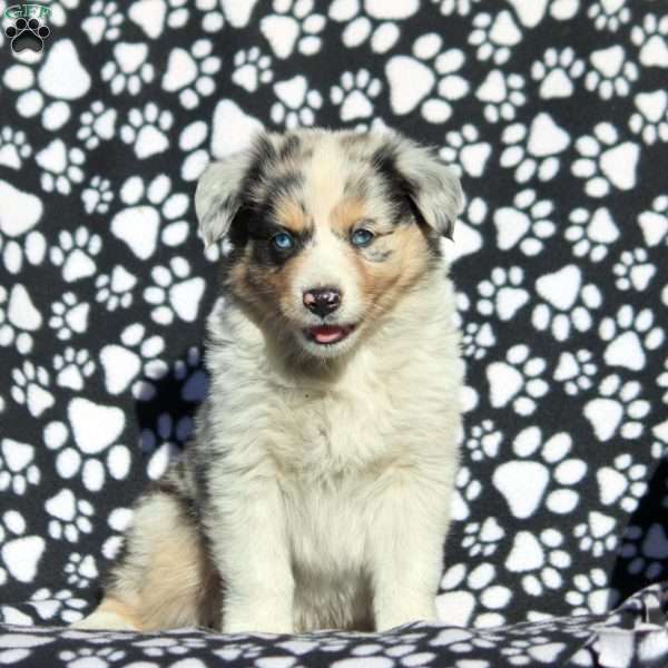 Omar, Australian Shepherd Puppy