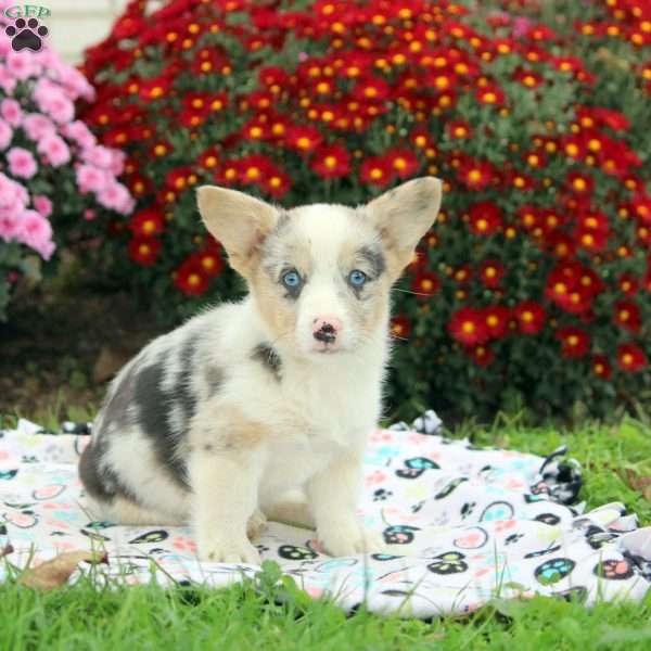 Omar, Pembroke Welsh Corgi Puppy