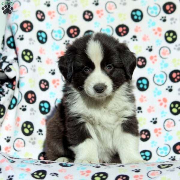 Onyx, Australian Shepherd Puppy