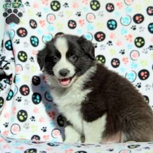 Onyx, Australian Shepherd Puppy