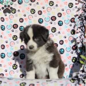 Onyx, Australian Shepherd Puppy