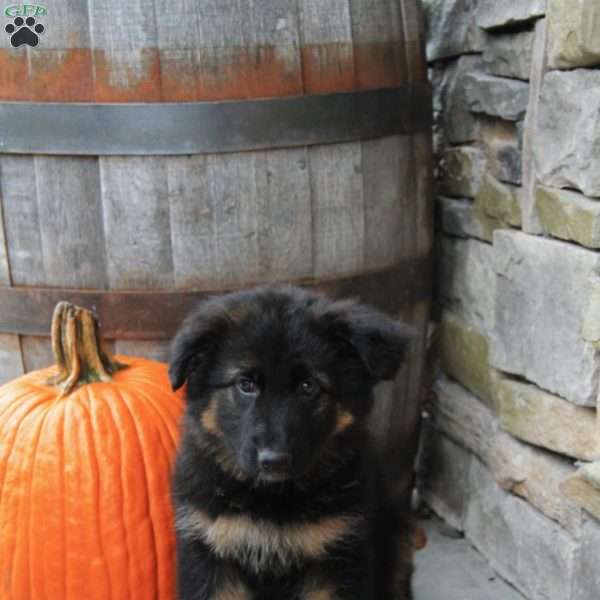 Onyx, German Shepherd Puppy