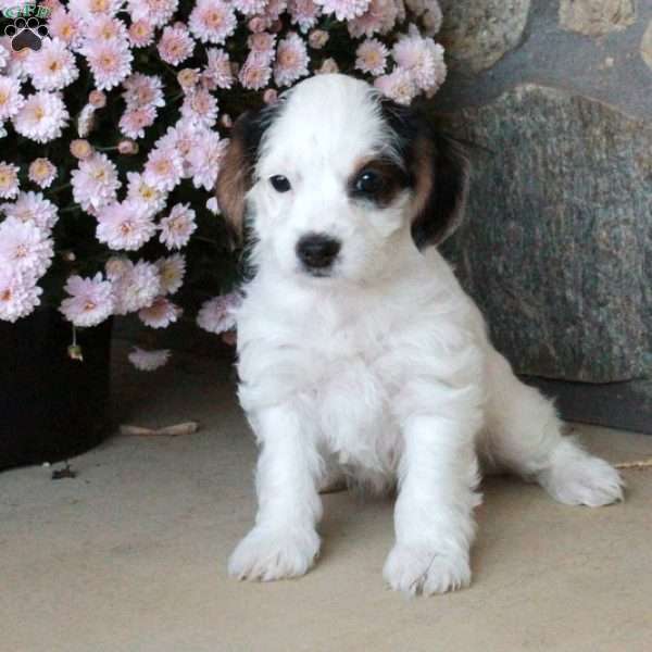 Opal, Yorkie Poo Puppy