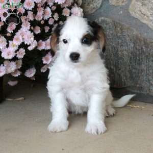 Opal, Yorkie Poo Puppy