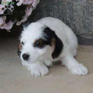 Opal, Yorkie Poo Puppy