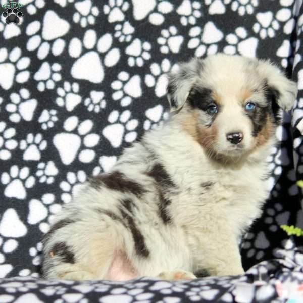 Opal, Australian Shepherd Puppy