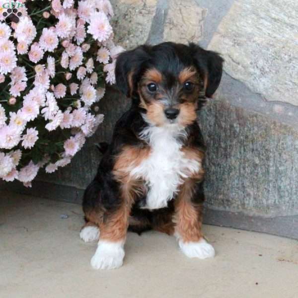 Ophelia, Yorkie Poo Puppy