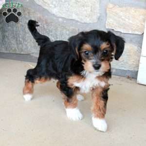 Ophelia, Yorkie Poo Puppy