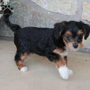 Ophelia, Yorkie Poo Puppy