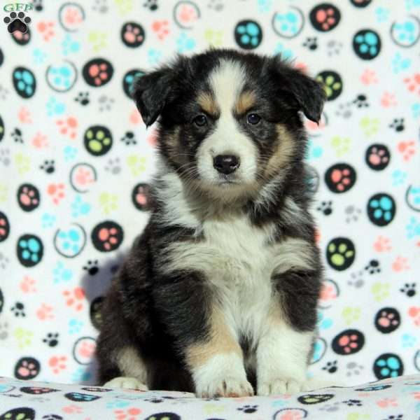 Oregon, Australian Shepherd Puppy