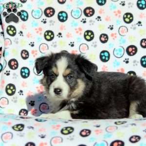 Oregon, Australian Shepherd Puppy