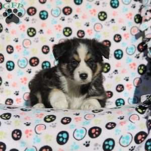 Oregon, Australian Shepherd Puppy