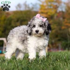 Oreo, Standard Poodle Puppy