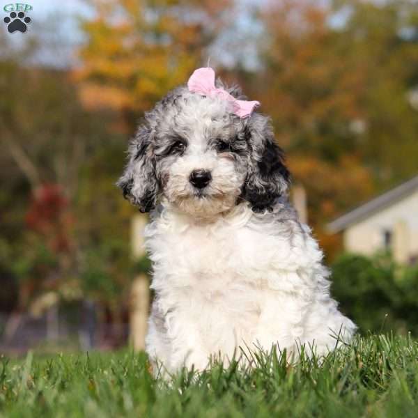 Oreo, Standard Poodle Puppy