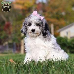 Oreo, Standard Poodle Puppy