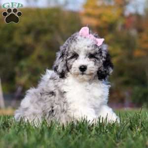 Oreo, Standard Poodle Puppy