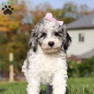 Oreo, Standard Poodle Puppy