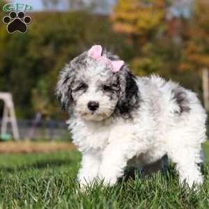 Oreo, Standard Poodle Puppy