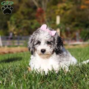 Oreo, Standard Poodle Puppy