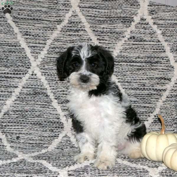 Oreo, Mini Schnoodle Puppy