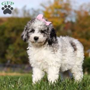 Oreo, Standard Poodle Puppy