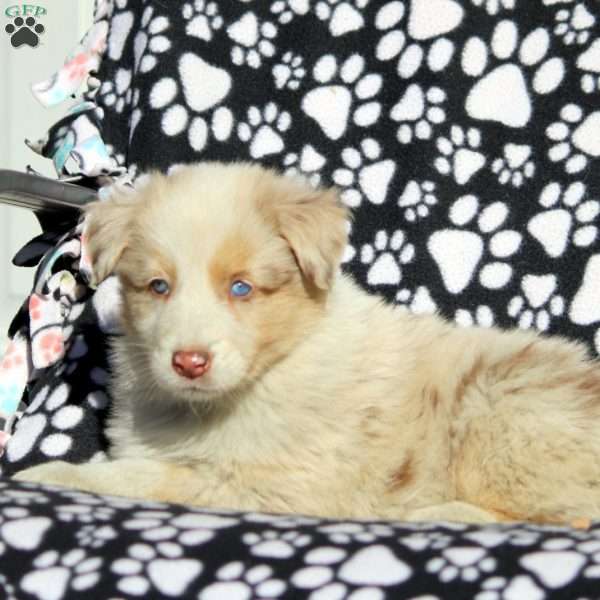 Oscar, Australian Shepherd Puppy