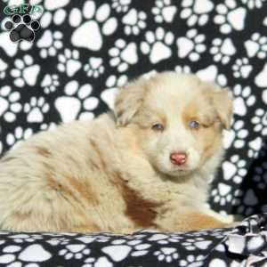 Oscar, Australian Shepherd Puppy