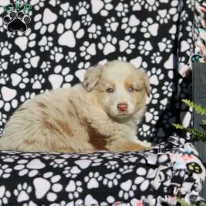 Oscar, Australian Shepherd Puppy