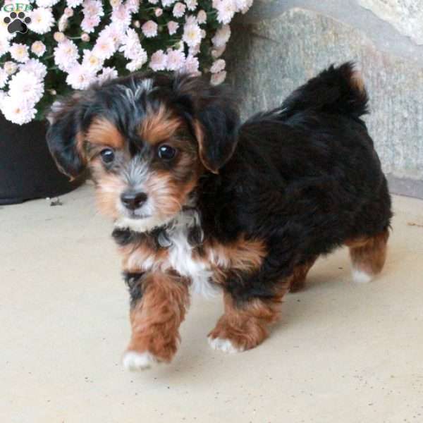 Otto, Yorkie Poo Puppy