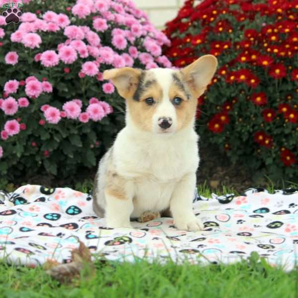 Otto, Pembroke Welsh Corgi Puppy