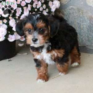 Otto, Yorkie Poo Puppy