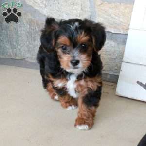 Otto, Yorkie Poo Puppy