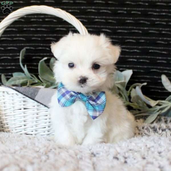 Owen, Maltese Puppy